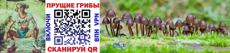 Купить где  Лениногорск  Галлюциногенные грибы Cubensis 